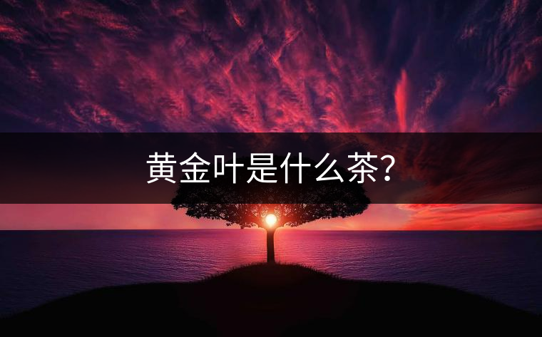 黃金葉是什么茶？