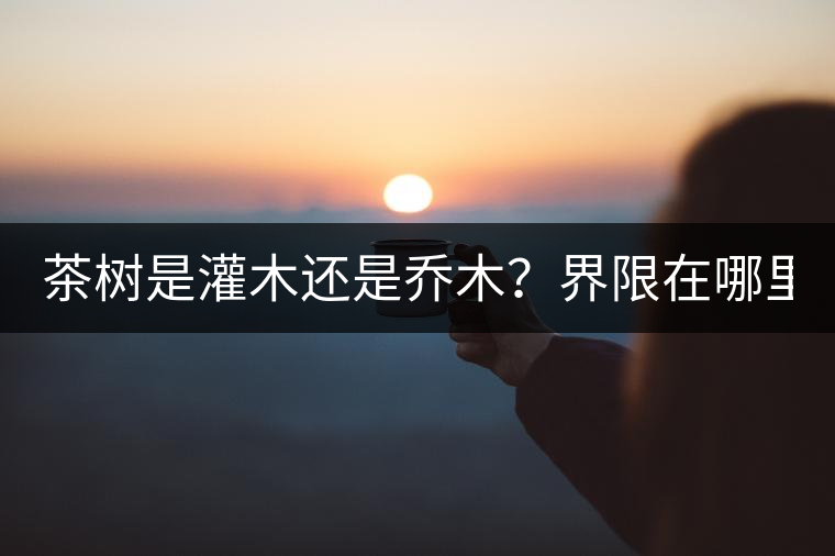 茶樹是灌木還是喬木？界限在哪里？
