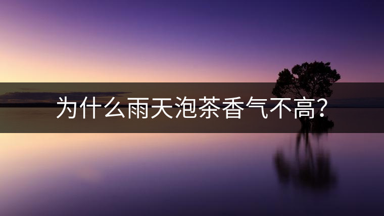 為什么雨天泡茶香氣不高？