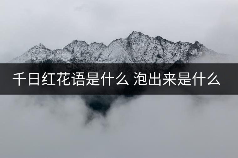 千日紅花語是什么 泡出來是什么顏色