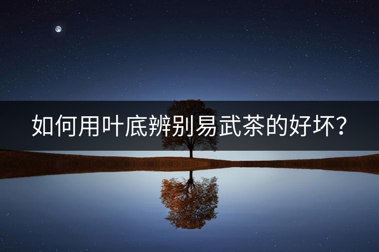 如何用葉底辨別易武茶的好壞？