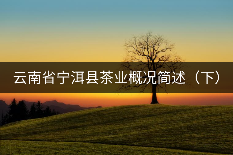云南省寧洱縣茶業(yè)概況簡述(下) 云南省寧洱縣茶業(yè)概況簡述(下)