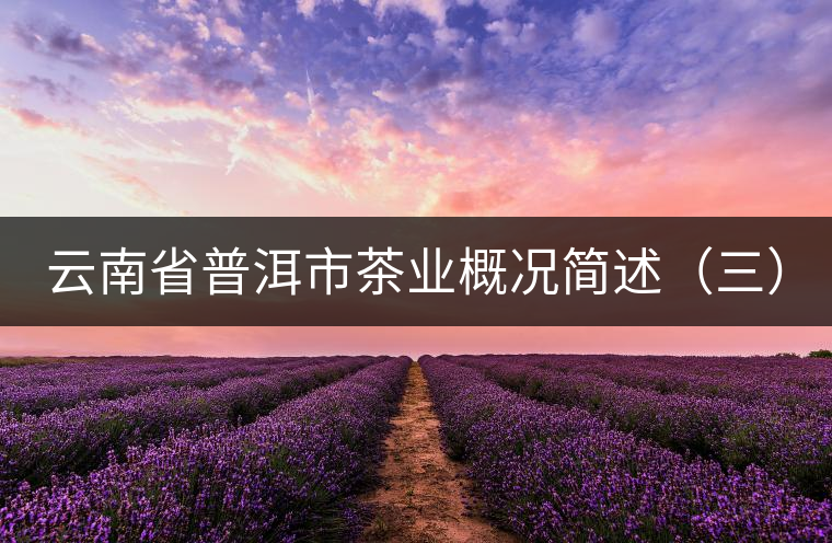 云南省普洱市茶業(yè)概況簡述（三）