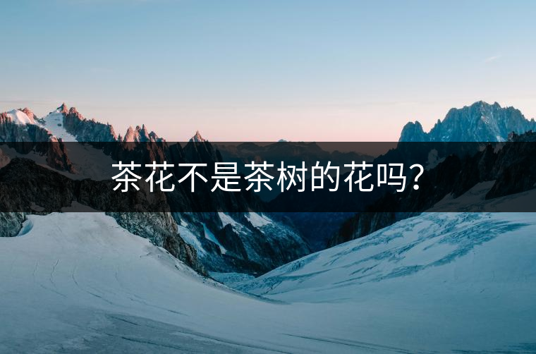茶花不是茶樹的花嗎？