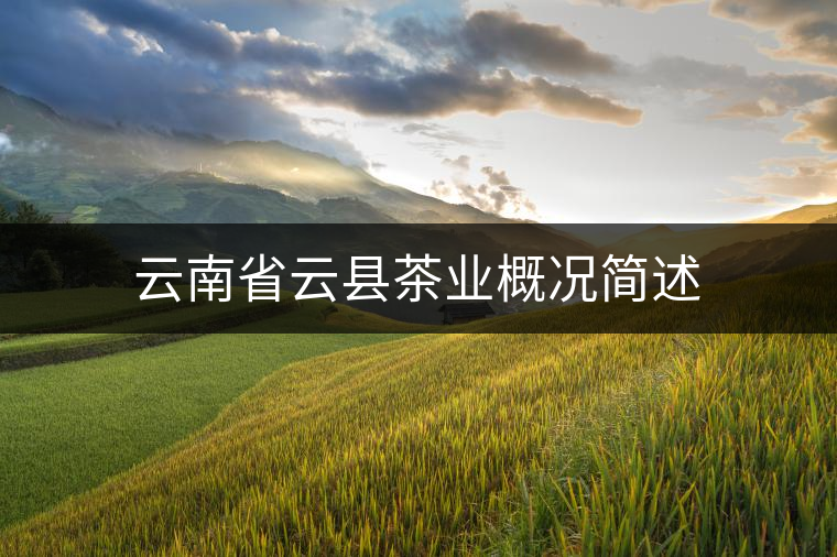 云南省云縣茶業(yè)概況簡述 云南省云縣茶業(yè)概況簡述