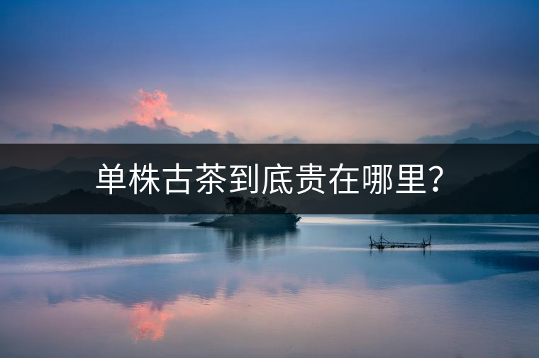 單株古茶到底貴在哪里？
