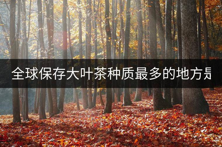 全球保存大葉茶種質(zhì)最多的地方是哪？