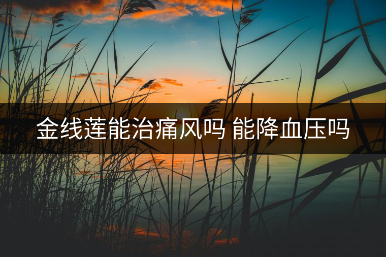 金線蓮能治痛風(fēng)嗎 能降血壓嗎