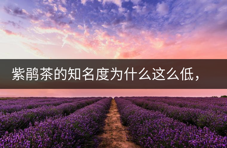 紫鵑茶的知名度為什么這么低，適合做成生茶還是熟茶？