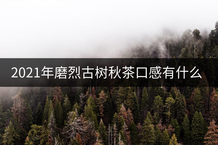 2021年磨烈古樹秋茶口感有什么特點(diǎn)？