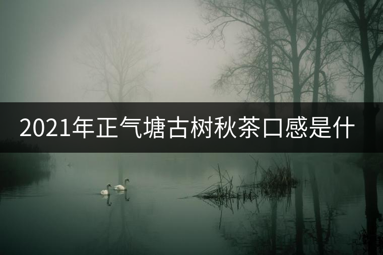 2021年正氣塘古樹秋茶口感是什么？