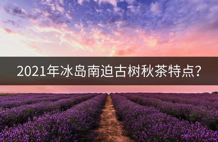 2021年冰島南迫古樹秋茶特點？