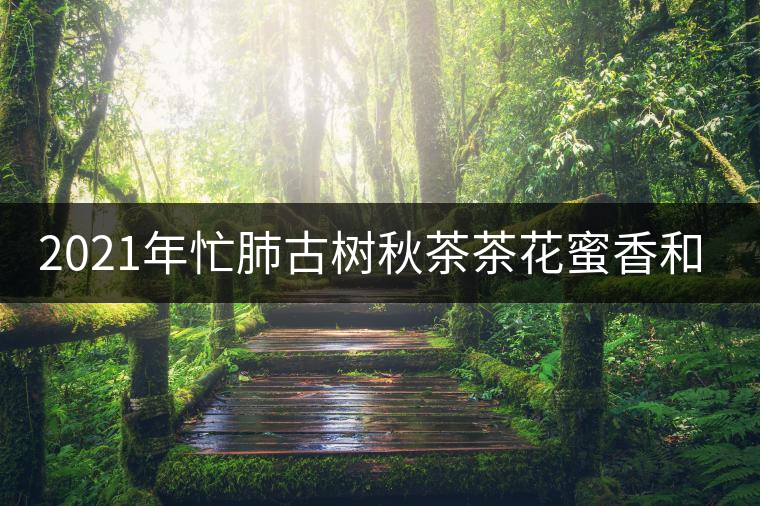 2021年忙肺古樹秋茶茶花蜜香和柔甜