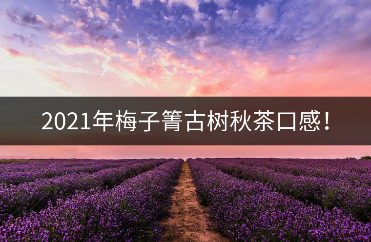 2021年梅子箐古樹秋茶口感！