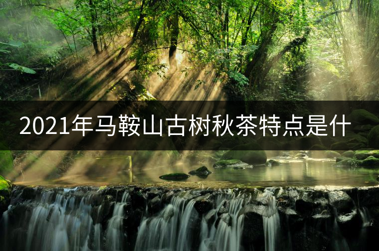 2021年馬鞍山古樹秋茶特點是什么？