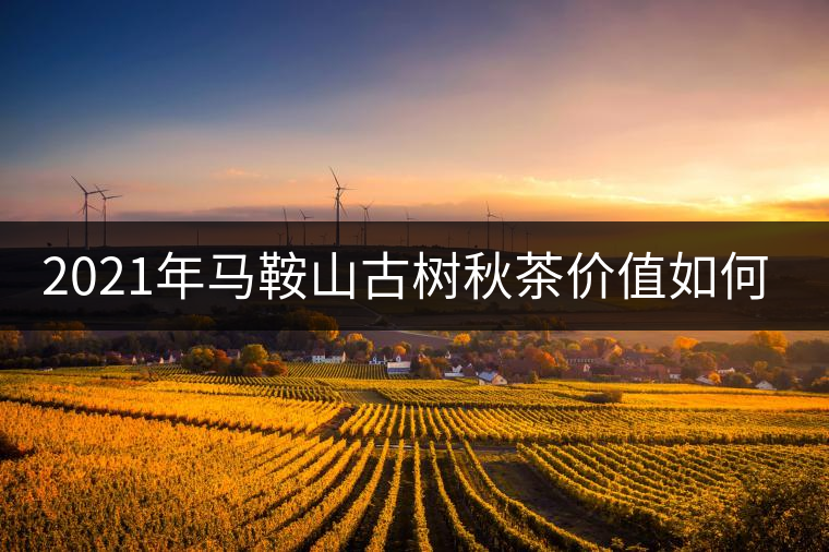 2021年馬鞍山古樹秋茶價值如何？