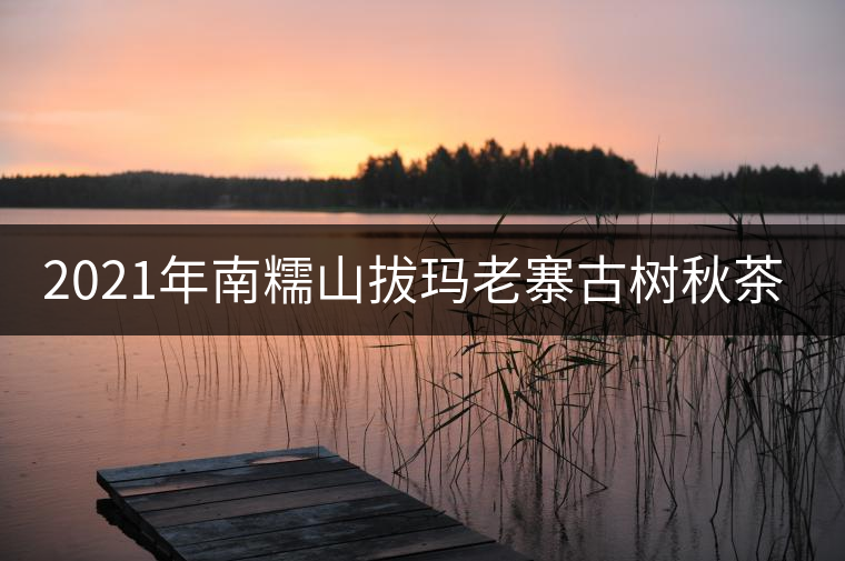 2021年南糯山拔瑪老寨古樹(shù)秋茶口感？