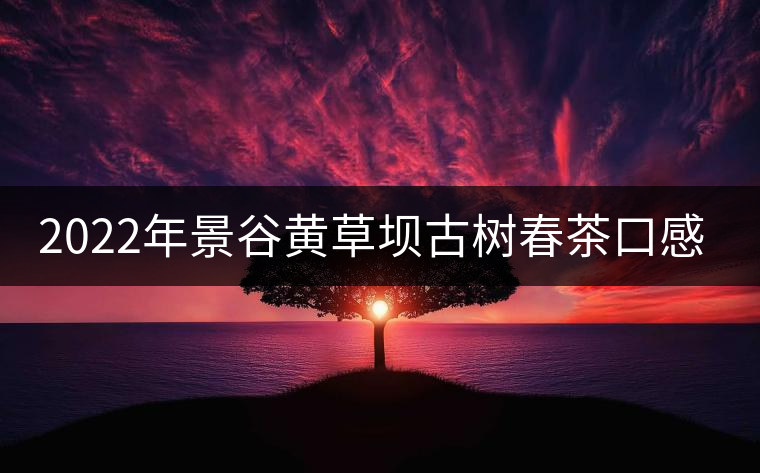 2022年景谷黃草壩古樹春茶口感？