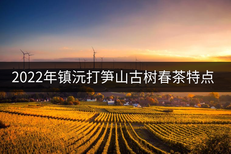 2022年鎮(zhèn)沅打筍山古樹春茶特點？