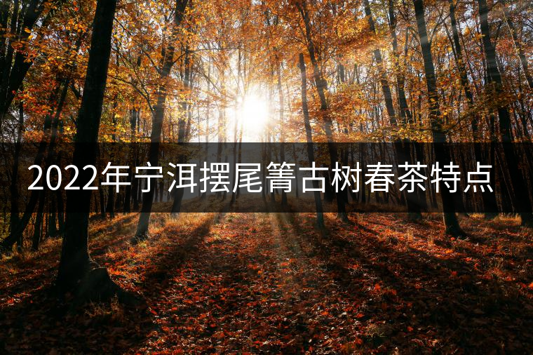 2022年寧洱擺尾箐古樹春茶特點？