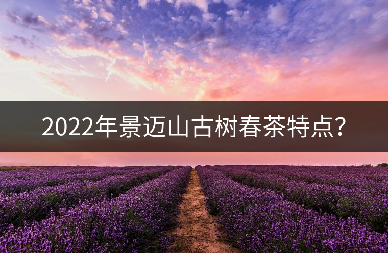 2022年景邁山古樹春茶特點？