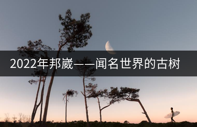 2022年邦崴——聞名世界的古樹茶