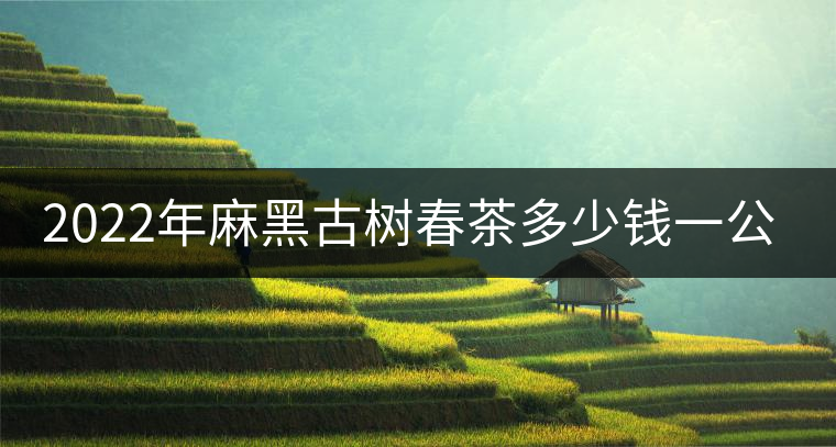 2022年麻黑古樹春茶多少錢一公斤？