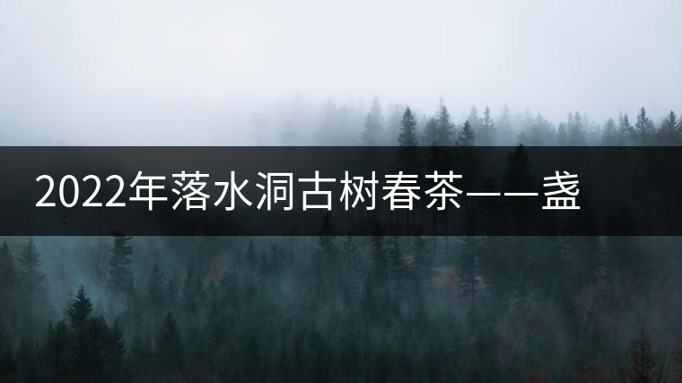 2022年落水洞古樹春茶——盞盛琥珀光，柔甜入人心