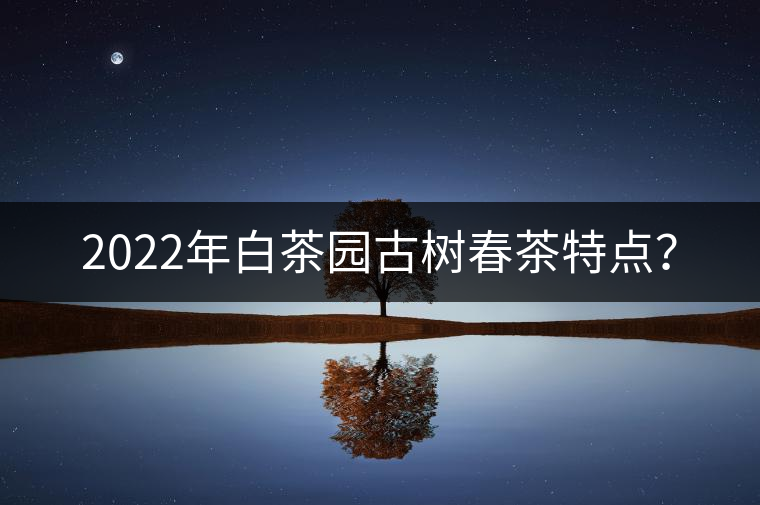 2022年白茶園古樹春茶特點？