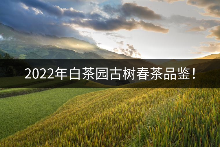 2022年白茶園古樹春茶品鑒！