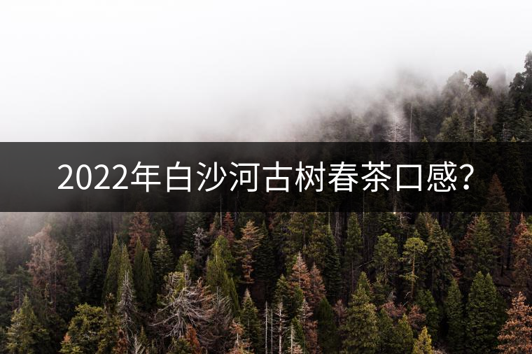 2022年白沙河古樹春茶口感？