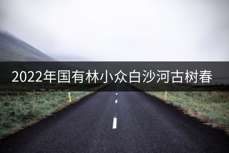 2022年國有林小眾白沙河古樹春茶