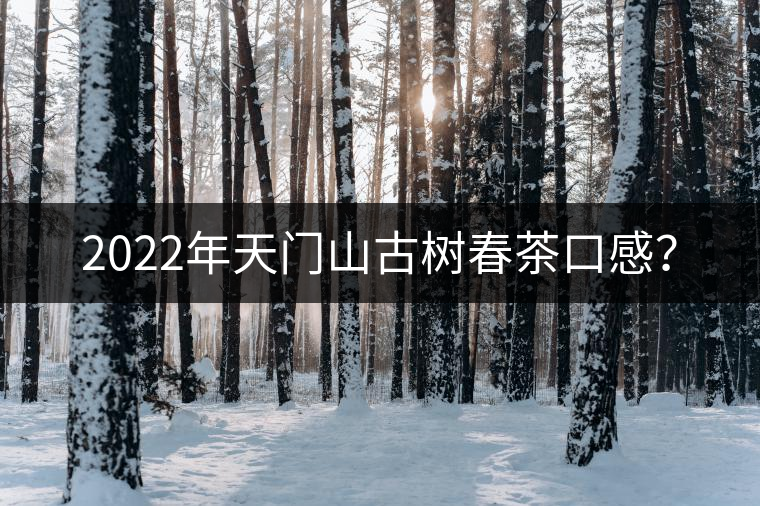 2022年天門山古樹春茶口感？