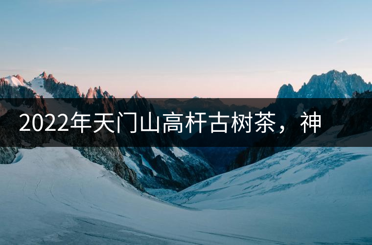 2022年天門山高桿古樹茶，神秘存在的好茶