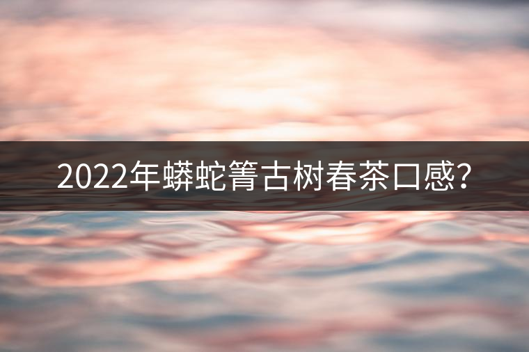 2022年蟒蛇箐古樹(shù)春茶口感？