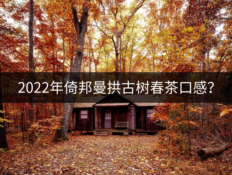 2022年倚邦曼拱古樹(shù)春茶口感? 2022年倚邦曼拱古樹(shù)春茶口感?