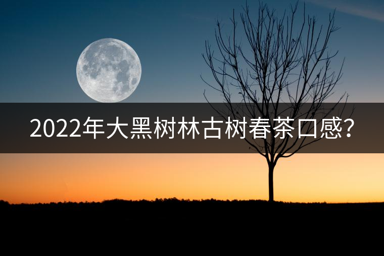 2022年大黑樹林古樹春茶口感？