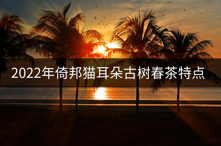 2022年倚邦貓耳朵古樹春茶特點？