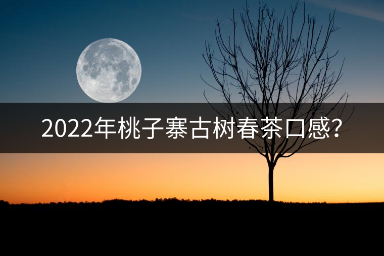2022年桃子寨古樹春茶口感？