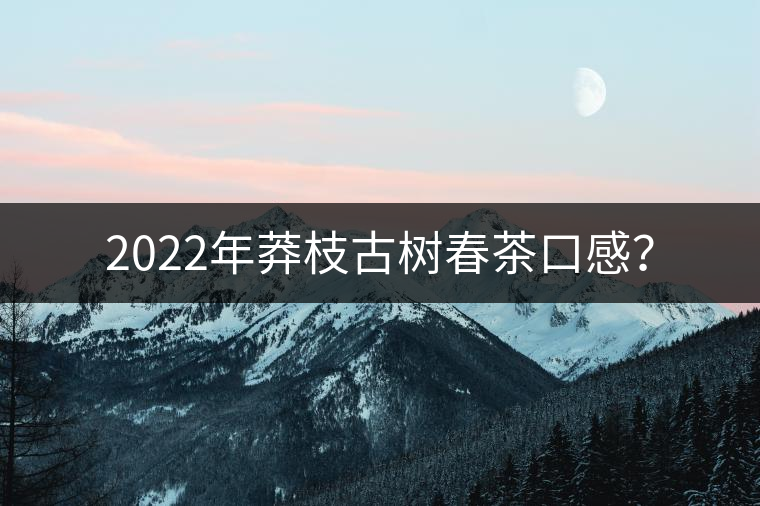2022年莽枝古樹春茶口感？
