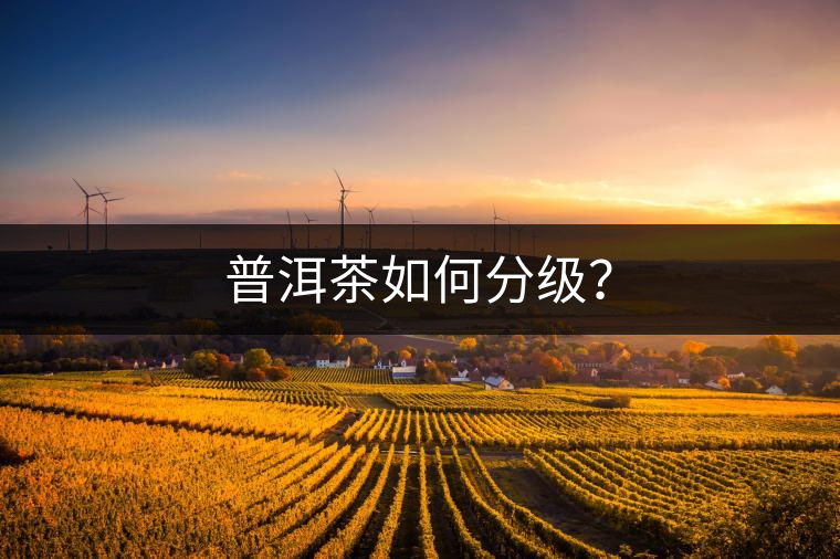 普洱茶如何分級(jí)？