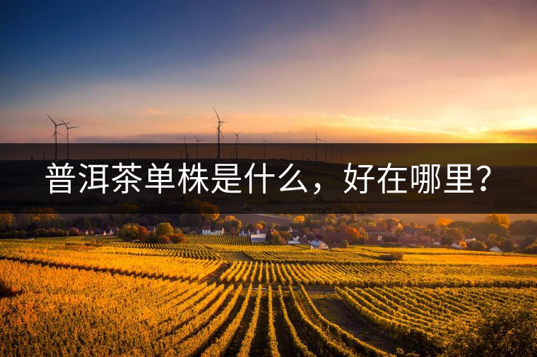 普洱茶單株是什么，好在哪里？