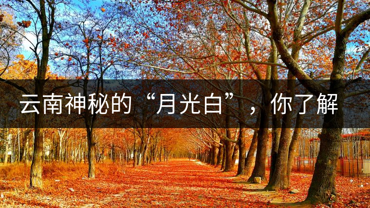 云南神秘的“月光白”，你了解多少？