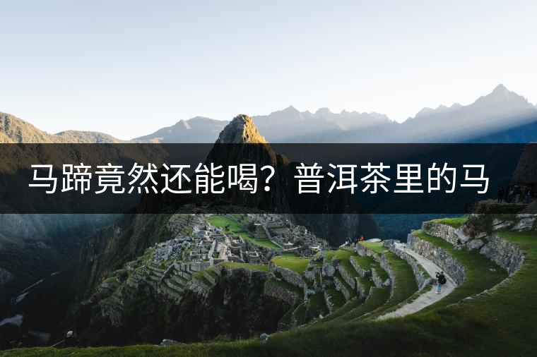馬蹄竟然還能喝？普洱茶里的馬蹄你有了解過嗎？