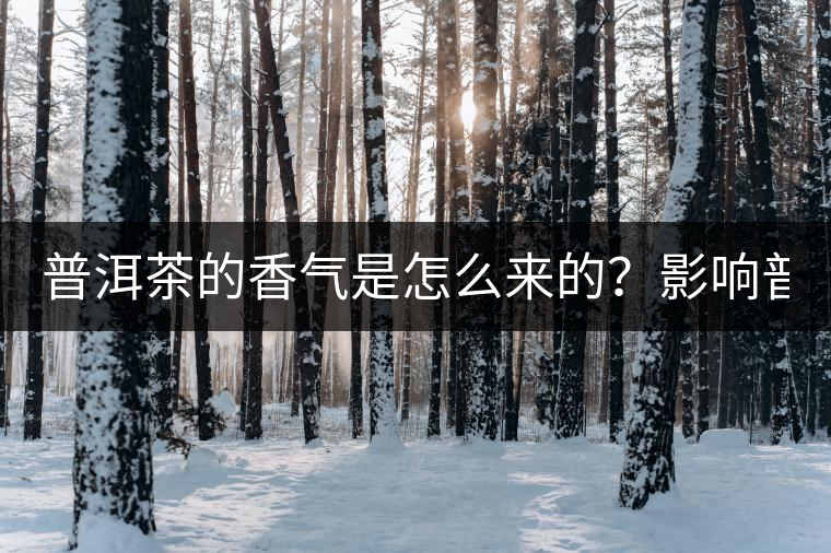 普洱茶的香氣是怎么來(lái)的？影響普洱茶香氣的3大因素是什么？