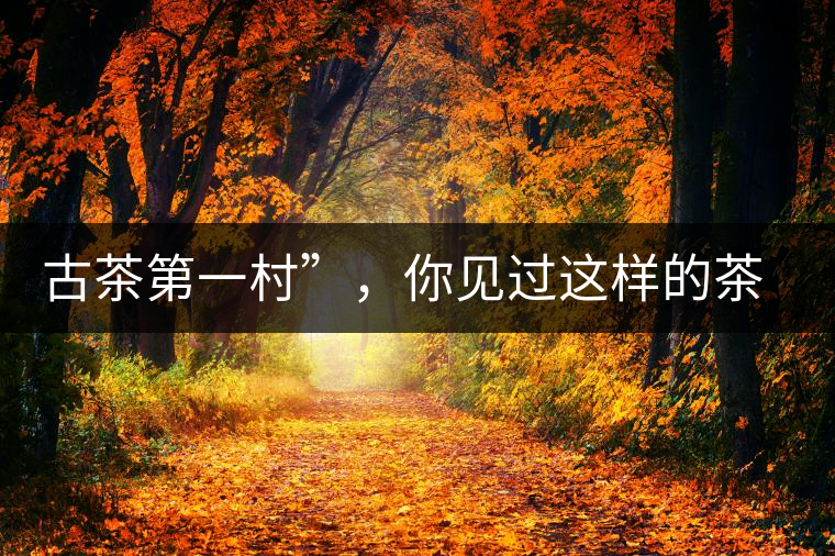 古茶第一村”，你見過這樣的茶樹嗎？