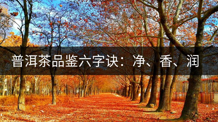 普洱茶品鑒六字訣：凈、香、潤(rùn)、厚、甘、甜，帶你體驗(yàn)普洱的魅力