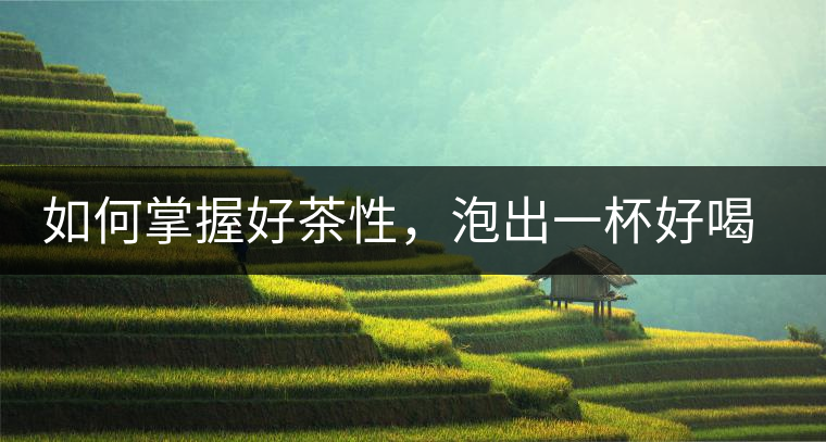 如何掌握好茶性，泡出一杯好喝的普洱熟茶？