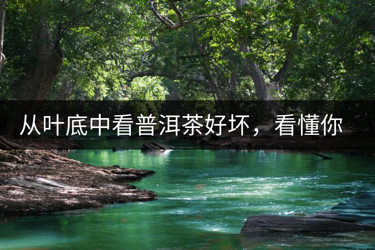 從葉底中看普洱茶好壞，看懂你就是真正的茶界高手！