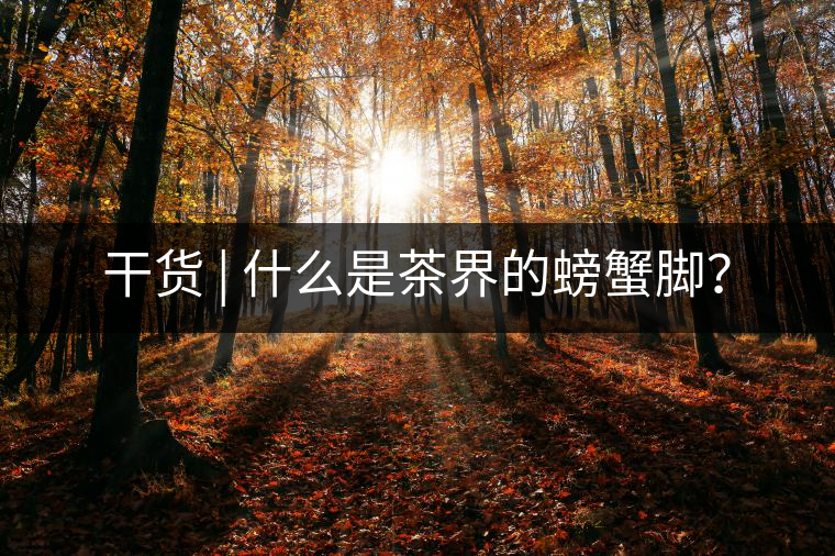 干貨 | 什么是茶界的螃蟹腳？